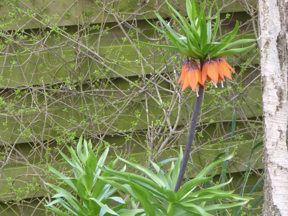 P1030885 april 2012, Nana Krogsgaard, kejserkrone