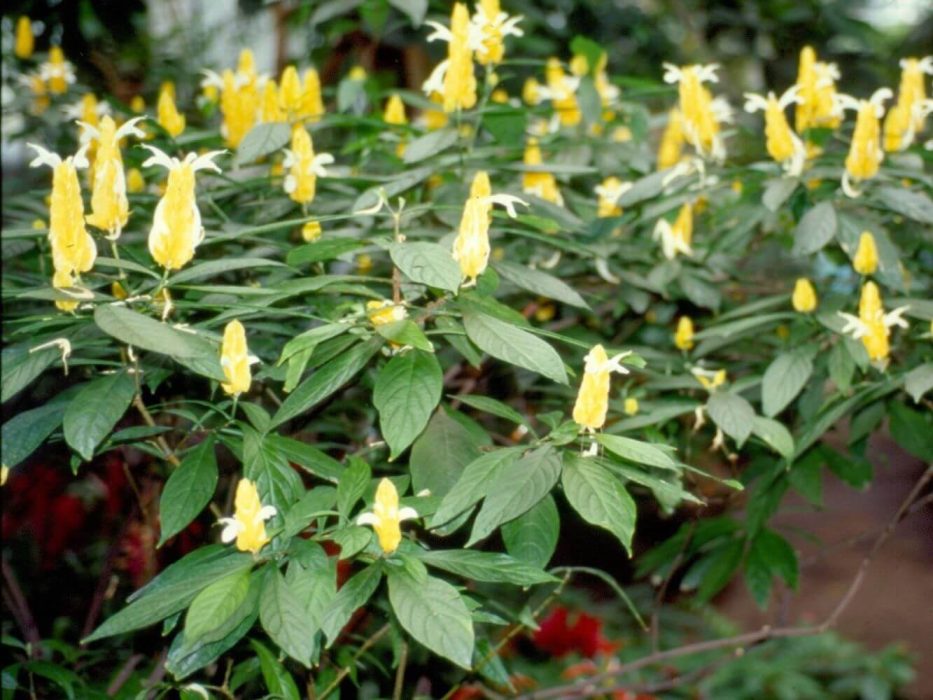 Pachystachys
