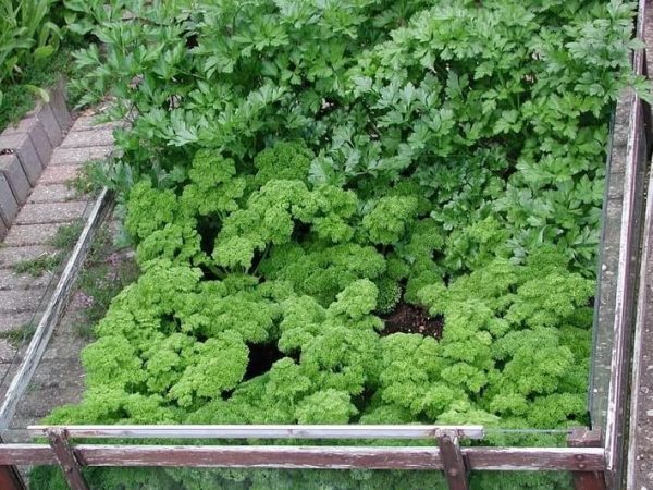 Persille Plantejournalen