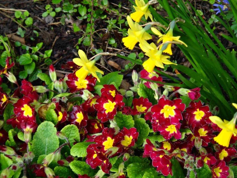 Primula bragt maj 2023