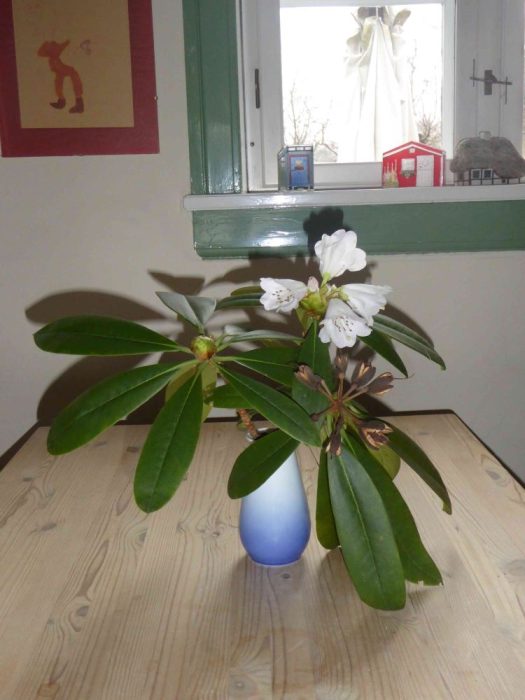 Rododendron-afskaret-3-4330152840_592804896071608_8733843613919794853_n