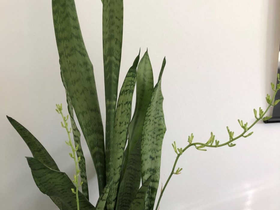 Sansevieria, blomst bajonetplante