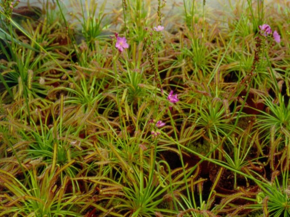 Soldug Drosera capensis