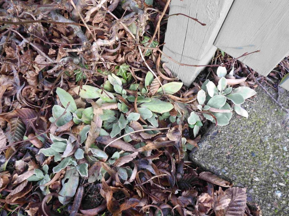 Stachys DSCN6133 lav opløsning