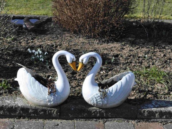 Svanekrukker 4 3 332522610_705131977984687_2224289250581243646_n