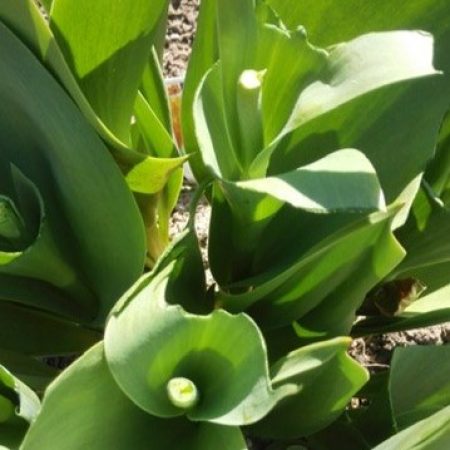Tulipan ædt af rådyr