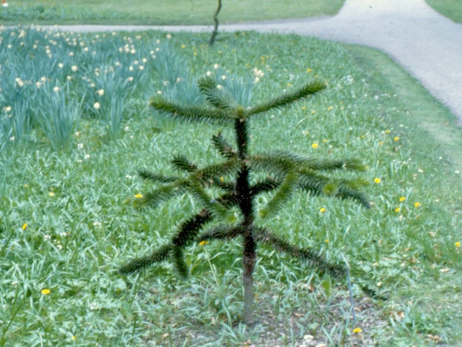 abetræ, Araucaria