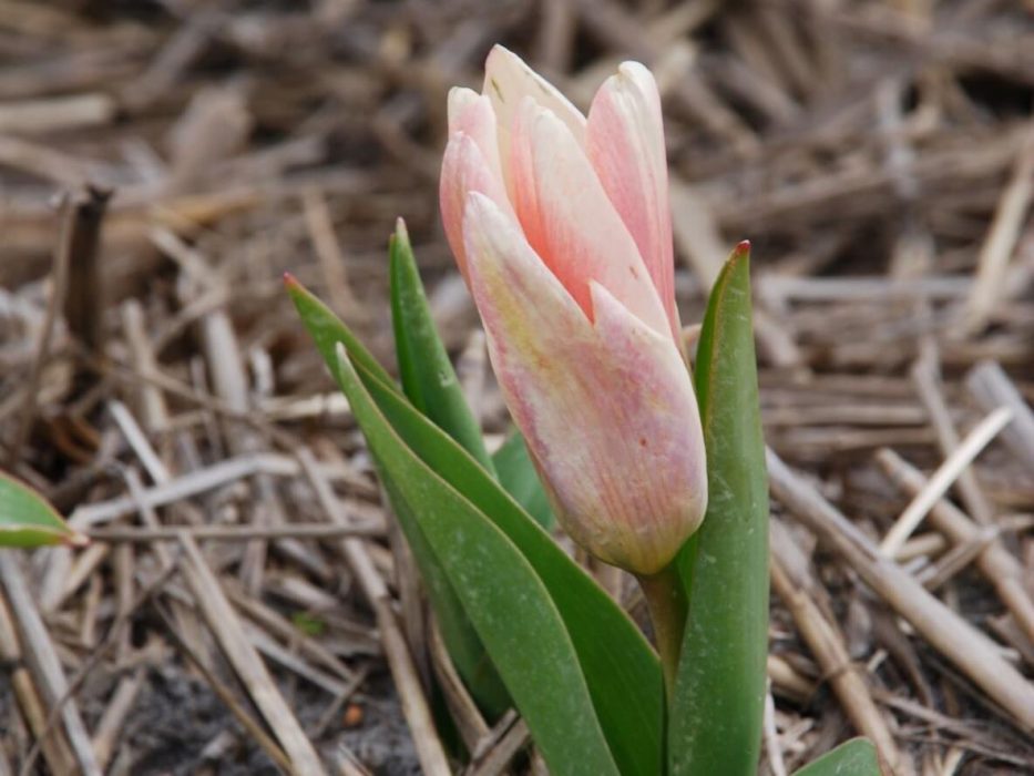 åkandetulipan