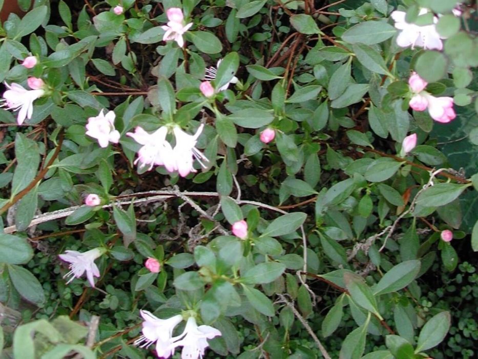 azalea