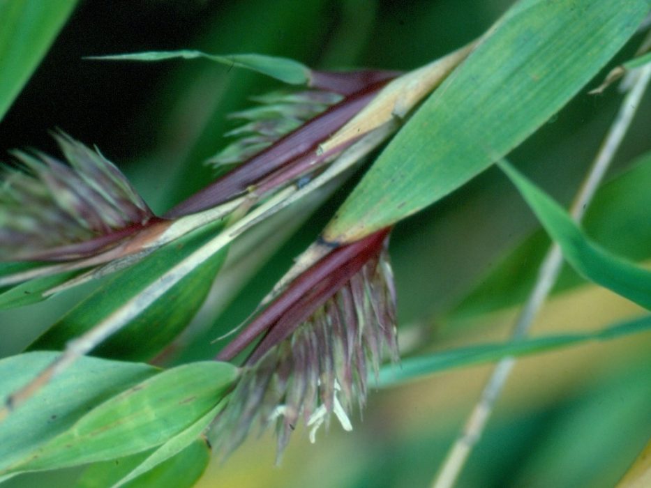 blomstrende bamabus, Fargesia