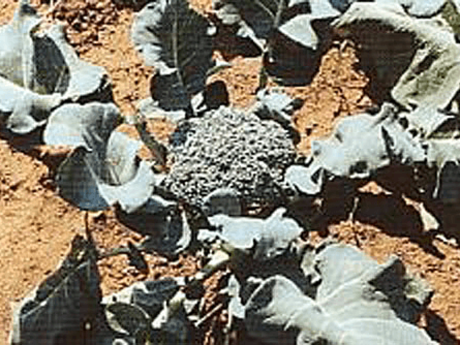 broccoli