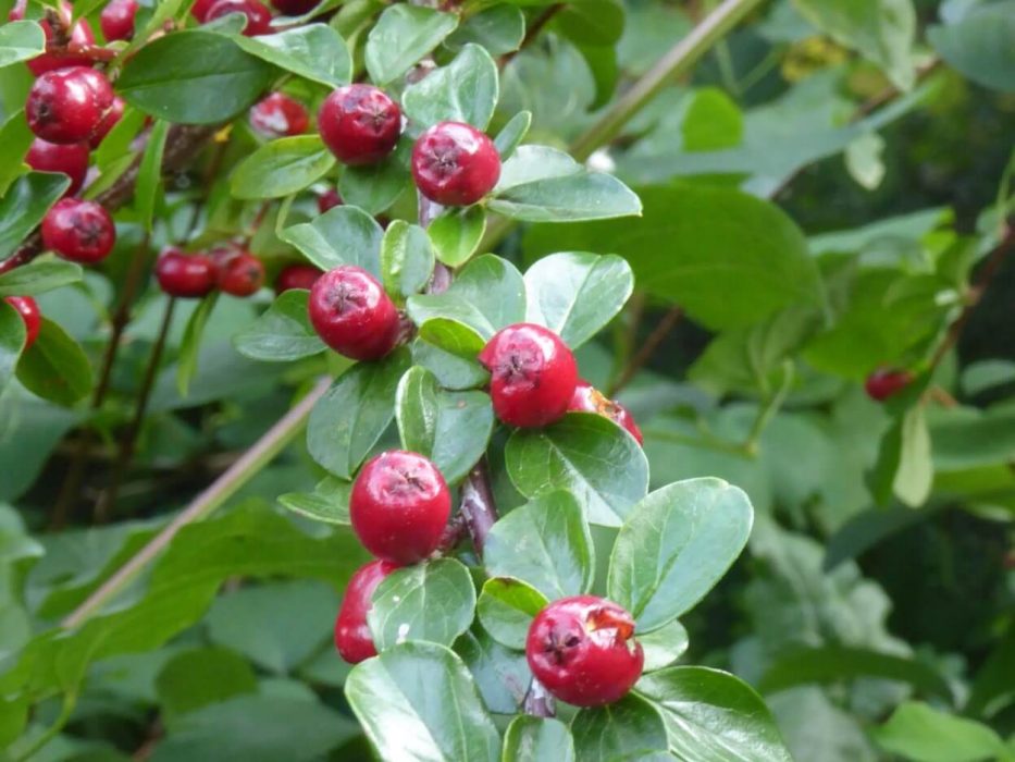 cotoneaster