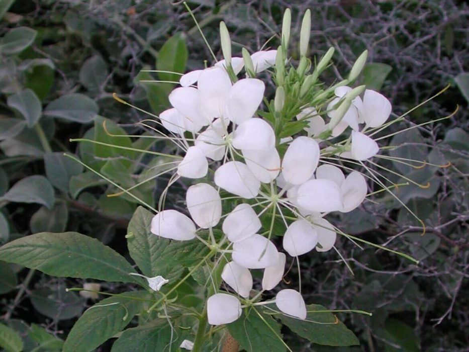 edderekoppeplante