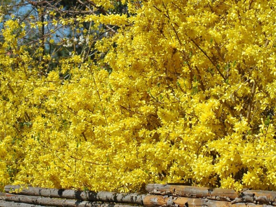 forsytia