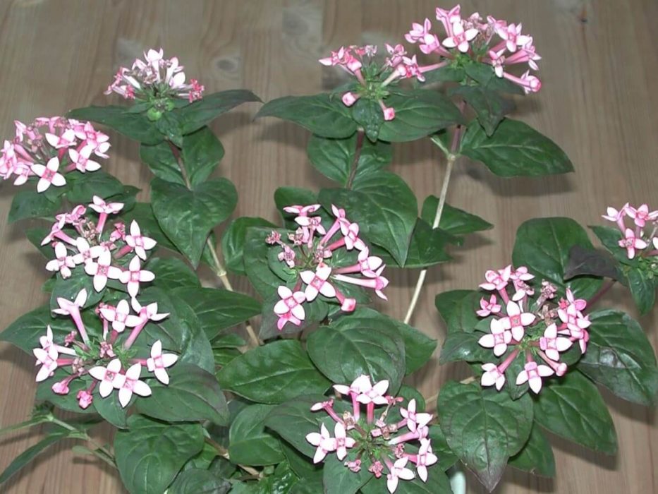 johannesblomst