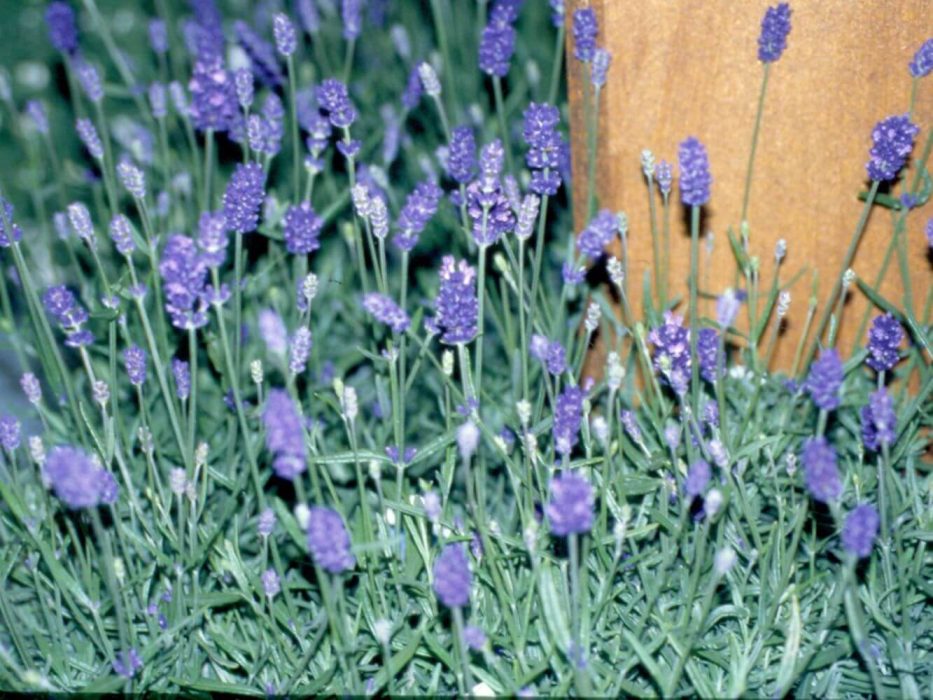 lavendel