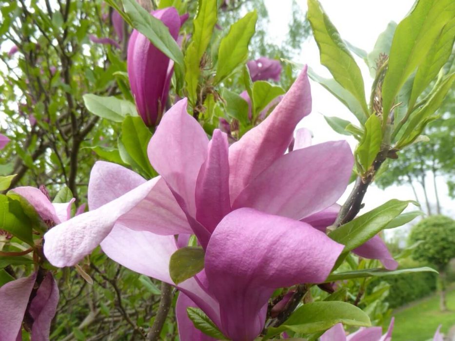 magnolie