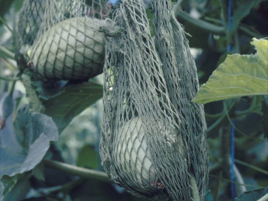 melon