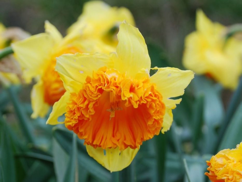 narcisser