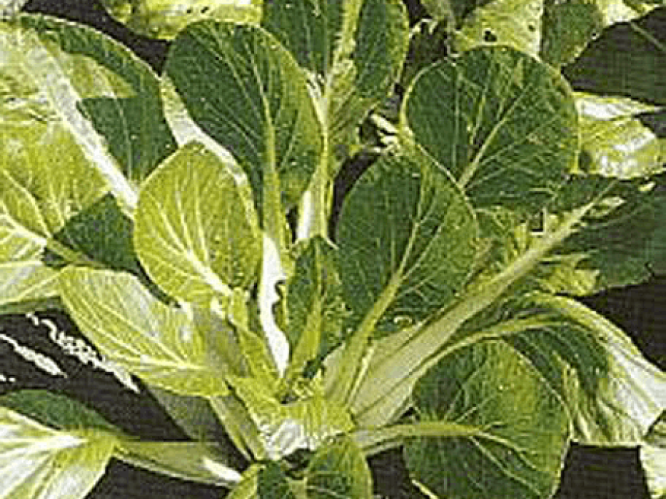 pak choi