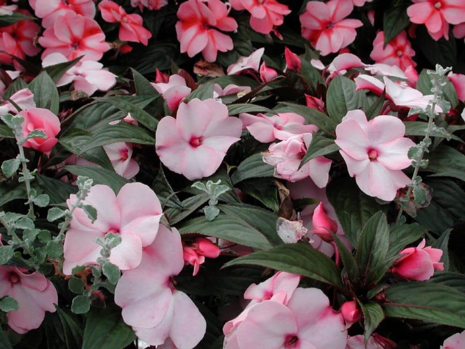 paletbalsamin