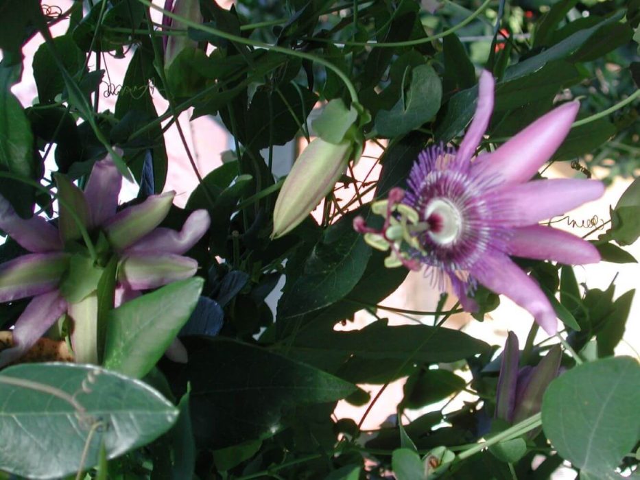 passionsblomst