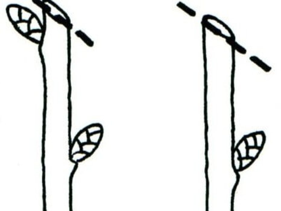 rigtig forkert ved knop