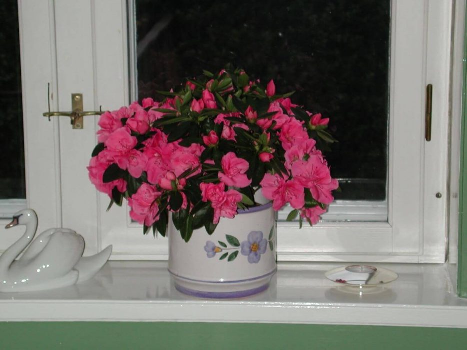 stueazalea