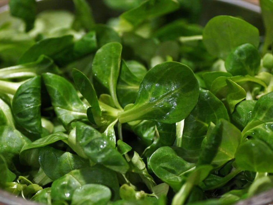 vårsalat 3946916