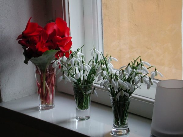 vintergæk og alpeviol